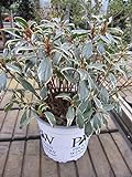 Rhododendron Bollywood (R) - Japanische Azalee Bollywood - immergrüne Heckenzierpflanzen