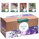 Bonsai Starter Kit – 4 außergewöhnliche Bonsai Samen für dein eigenes Bonsai Baum Projekt. Nachhaltiges & plastikfreies Bonsai Anzuchtset - einzigartiges Geschenk für Frauen und Männer. Bonsai S