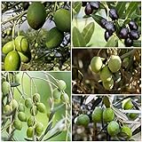 Olivenbaum Winterhart Samen Tree Oliven Pflanzensamen Mix Winterharte Balkonpflanzen Topfpflanzen Baum Bonsai Samen Indoor Baumsamen ObstbäUme Kaufen SäUlenobstbäUme Geschenke Garten 10stüCk