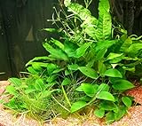 Mühlan - Wasserpflanzensortiment für Barschliebhaber, robuste Aquariumpflanzen, hartlaubig, ausdauernd + Wasserpflanzendünger