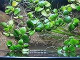 Froschbiss Limnobium laevigatum - Aquariumpflanzen - 15 Stück Schwimmpflanzen