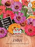Sperli Zinniensamen Forecast Mischung 87778 - Einjährig - resistente Sirte - blühfreudige Schnittblume - Kübelgeeignet - Saatgut, Blumensamen Mischung