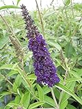 Sommerflieder Black Knight 40-60 cm Strauch für Sonne-Halbschatten Zierstrauch violett blühend Kübelpflanze winterhart 1 Pflanze im Topf