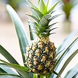 Ananas comosus | Ananaspflanzen | Tropische Zimmerfplanzen | Höhe 35-40 cm | Topf-Ø 12cm
