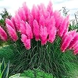 2x Stück Frosthartes Amerikanisches Pampasgras rosa Cortaderia selloana Ziergras im C