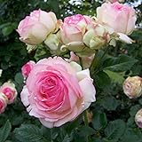 Strauchrose „Eden Rose®“ - Hellrosa blühende Topfrose im 6 L Topf - frisch aus der Gärtnerei - Pflanzen-Kölle Gartenrose