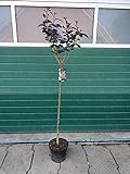 Prunus serrulata Royal Burgundy auf Stamm - Japanische Nelkenkirsche, Höhe: 180-190 cm + Dünger