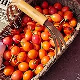 Tomatenbaum Pflanze Samen, exotische samen, bonsai samen Cyphomandra betacea, Tamarillo Baum, winterharte pflanzen für garten obst samen, frisches obst tamarillo baumtomate pflanze 30p