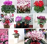 Blumensamen Alpenveilchen Samen Skgs Sowbread Samen Blütenpflanzen Indoor Balkon Bonsai - Über 100 Partikel