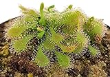 Fangblatt - Drosera Spatulata - Sonnentau im Ø 9 cm Topf - rosettenartiger Wuchs - fleischfressende Pflanze