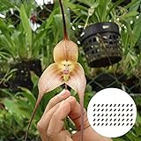 Quanjucheer 50 Stück/Beutel Pflanzensamen Orchideensamen Affengesicht Blütenblatt Verschönerung Pflanzen Seltene Desktop Topfblumen Samen für Garten