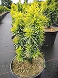 Taxus baccata Goldener Zwerg - Garteneibe Goldener Zwerg