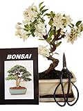 Anfänger Bonsai-Set Apfelbaum 4 teiliges Set Freilandbonsai ca. 12 Jahre alt ca. 30-35 cm hoch Malus halliana