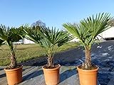 Hanfpalme 'M' Palme Trachycarpus fortunei winterhart, Premiumqualität