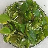 Froschbiss / Limnobium laevigatum - Aquariumpflanzen - Schwimmpflanzen (3 Pflanzen)