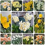 narzissen zwiebeln winterhart mehrjährig, winterharte kübelpflanzen, blumen für balkon flowers decoration, zimmerpflanzen garten blumen, gartenbedarf herbstpflanzen winterhart blühend 7p