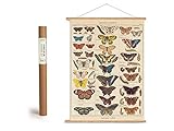 Cavallini Vintage Poster Set mit Holzleisten (Rahmen) und Schnur zum Aufhängen, Motiv Schmetterlinge
