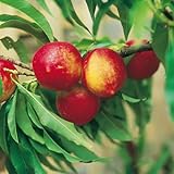 Kölle Bio Zwergnektarine 'Rubis'® Necta ZeeⓈ, Topf 7,5 L