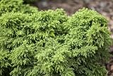Cryptomeria japonica 'Yokohama' 12-15 cm - Japanische Sicheltanne, kompakt, immergrün, ideal für Bonsai und Kübel, pflegeleicht, w