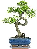 Bonsai Baum mit Keramik Blumentopf - Chinese elm - ca. 7 Jahre (15 cm Schale, ca. 7 Jahre)