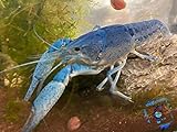 Topbilliger Tiere Blauer Floridakrebs - Procambarus alleni