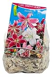 Orientalische Lilien Mischung 1kg, Blumenzwiebeln winterhart und mehrjährig, Blumen Mix für den Garten