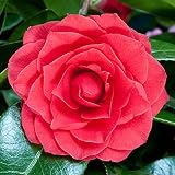 Gardeners Dream Camellia Japonica 'Black Tie' -Japanische Kamelie Winterhart & Immergrün - Winterharte Pflanzen für Garten, Kübel & Balkon - Sträucher Winterhart Blühend im 9cm top