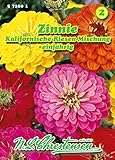 Zinnia elegans, Zinnie, Kalifornische Riesen, Mischung N.L.Chrestensen S