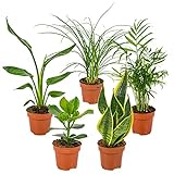 Mischung aus 5 pflegeleichten Zimmerpflanzen Chamaedorea, Sansevieria, Clusia, Stromante, Asplenium cm12 cm - ↕35 cm