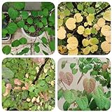 10 pcs lebkuchenbaum pflanze samen, pflanzen samen, gartenpflanzen winterhart mehrjährig, Cercidiphyllum japonicum, baumsamen, zimmerpflanzen pflanzensamen, stauden zimmerpflanzen