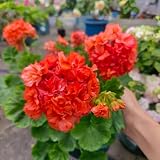 pelargonium geranien samen hängend, gartendeko für draußen, balkonpflanzen kräuterpflanzen, blumen für balkon blumenwiese samen mehrjährig, herbst deko bodendecker winterhart 85p