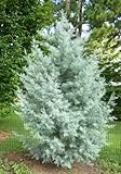 Arizona-Zypresse glabra BLUE ICE CYPRESS Seeds! SELTEN