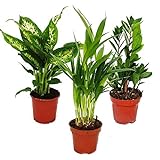 Exotenherz -Zimmerpflanzen-Set - Dieffenbachia - Dypsis lutescens - Zamioculcas - 3 Pflanzen - pflegeleicht - luftreinigend - 12cm Topf