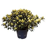 Rhododendron AZAJOY | Zimmerazalee | Weiße Blumen | Blühende Pflanze für drinnen und draußen | Balkon- und Terrassenpflanzen | Zimmerpflanze | Höhe 25-30cm | Topfgröße Ø 13cm