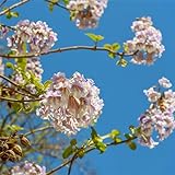 CHTING 80 Stück Weiß Lila Paulownia Samen Wachsen Natürlich In Der Sonne Und Sehen Besonders Schillernd Aus Was Eine Wunderschöne Landschaft Ist