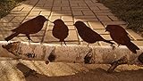 Dewoga Edelrost Vögel mit Schraube zum Eindrehen in Holz 4 Vögel Metall
