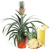 Ananas comosus Amigo Ananaspflanze für Zuhause oder das Büro (35-45cm mit Topf)