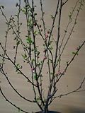 Mandelbäumchen Busch Prunus triloba 60 cm hoch im 3 Liter Pflanzcontainer