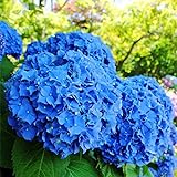 Saterkali Blaue Hortensien-Blumensamen, 50 Stück blaue Hortensien-Blumensamen, Gartenhofpflanzen, Bonsai-Topf, seltene Samen Blau