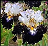 Iris Staude,Hochwertige Zwiebeln sind einfach zu züchten,Lilien Zwiebeln,Iris Zwiebeln,Deutsche Schwertlilie,Seltene Pflanze-2 Zwiebeln,3