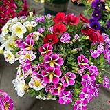 zauberglöckchen pflanze samen - wildblumensamen, winterharte kübelpflanzen calibrachoa samen, hochbeet samen, blumensamen balkon pflanzen winterhart draußen, schattenpflanzen 50p