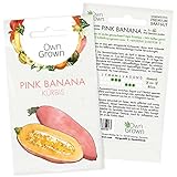 Bananenkürbis Samen: Premium Pink Banana Kürbissamen zur Anzucht von 5 Kürbis Pflanzen – Bananen Kürbis Gemüse Samen, Kürbis Samen Gemüse von OwnGrown