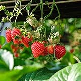 Hängende Erdbeere 1L Pflanze für Anfänger und professionelle Gärtner - Ideal für Kleingarten, Garten - Schöne Pflanze mit ungewöhnlichen Blüten - Genießen Sie jeden Tag ihre Farben