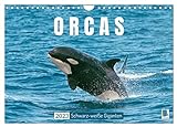 Orcas: Schwarz-weiße Giganten (Wandkalender 2023 DIN A4 quer), Calvendo Monatskalender