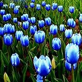 Schwertlilien Winterhart Staude,Seltene Pflanzen,Tulpenzwiebeln,Teichpflanzen Winterhart,Tulpen Symbolisieren Ewige Liebe-10 Zwiebeln
