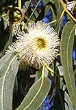 Seedeo® Zitronen-Eukalyptus (Eucalyptus citriodora) 200 Samen