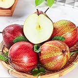 birnenbaum winterhart samen - obst, gartenpflanzen extrem winterharte kübelpflanzen, alte sorten saatgut bonsai, obstsamen bonsai baum, pflanzen für garten obstbäume kaufen, seltene 35p