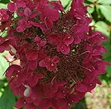 Rispenhortensie Wims Red weiß-rosa-rot - Hortensie winterhart & mehrjährig - Hydrangea Paniculata - 1 Pflanze von Garten Schlüter - Pflanzen in Top Qualität