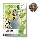 Vogelmiere Samen (Stellaria media) - Wertvolle Heilpflanze und beliebte Futterpflanze für Wellensittiche und viele andere Vögel