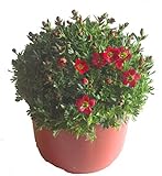 Saxifraga arendsii rot- Moossteinbrech blühende, winterharte, wintergrüne Staude - als Balkonpflanze, Bodendecker, Steingarten- und Beet-Pflanze im 12 cm Topf